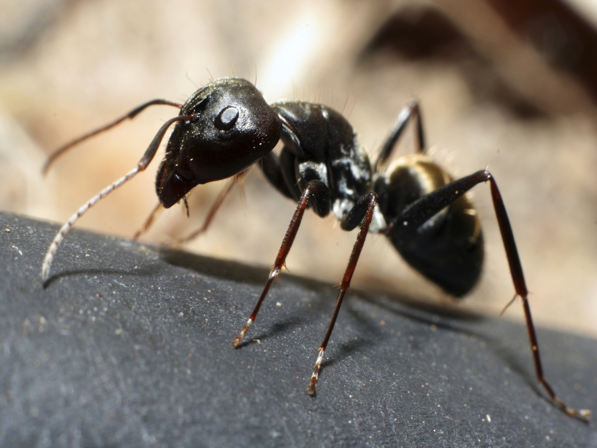 Eastern black carpenter ant close-up