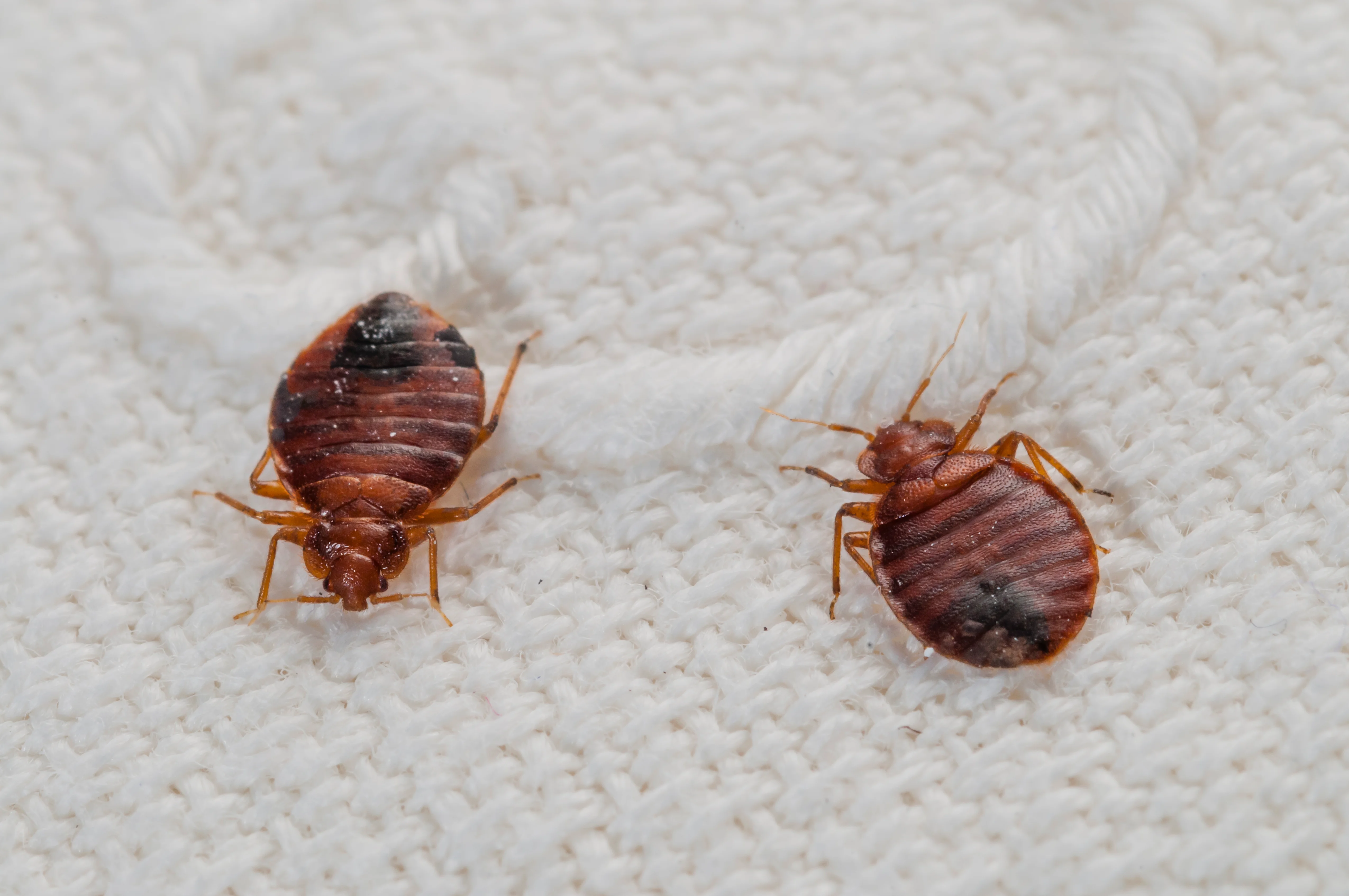 Close-up bed bug on skin
