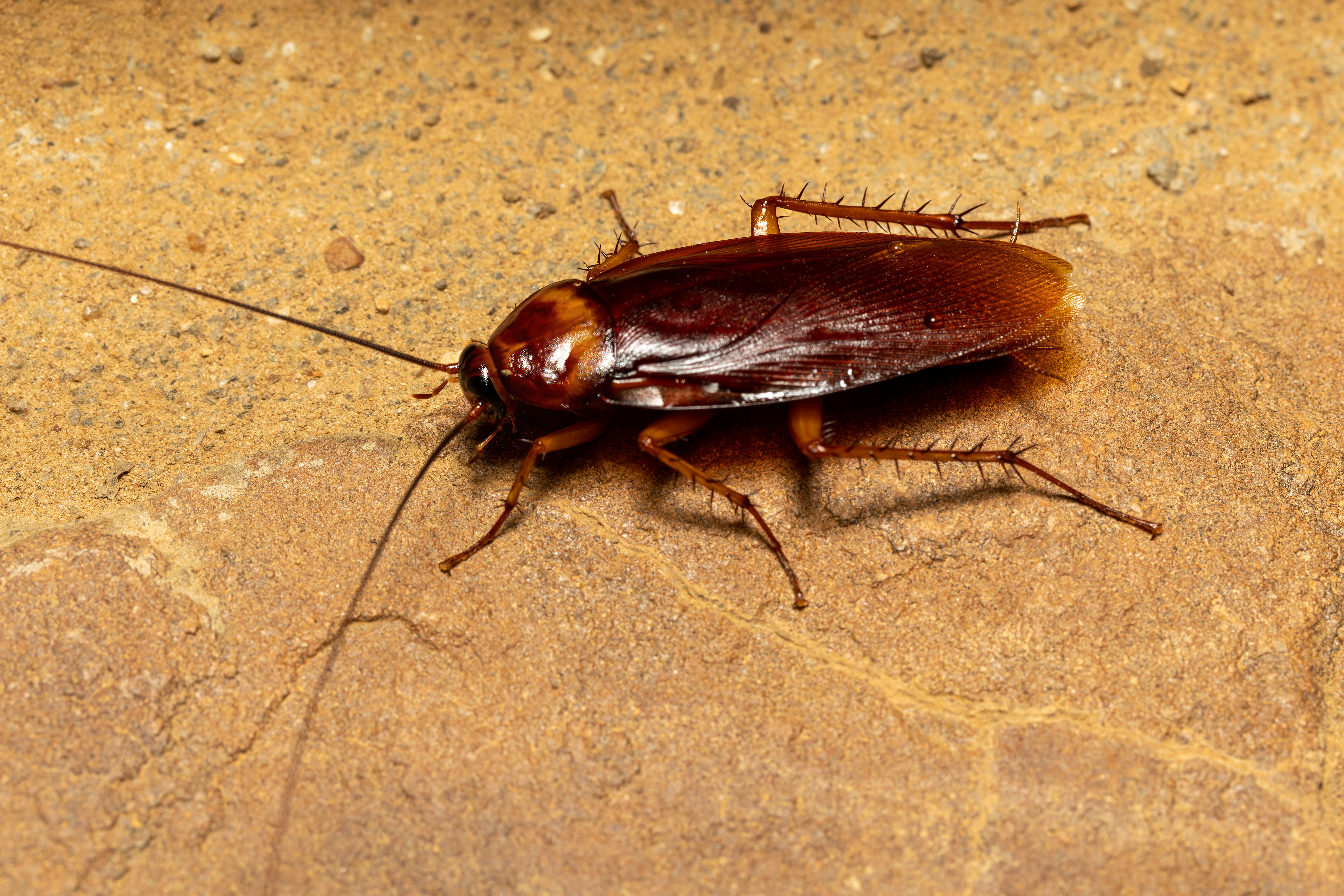 Close-up German cockroach