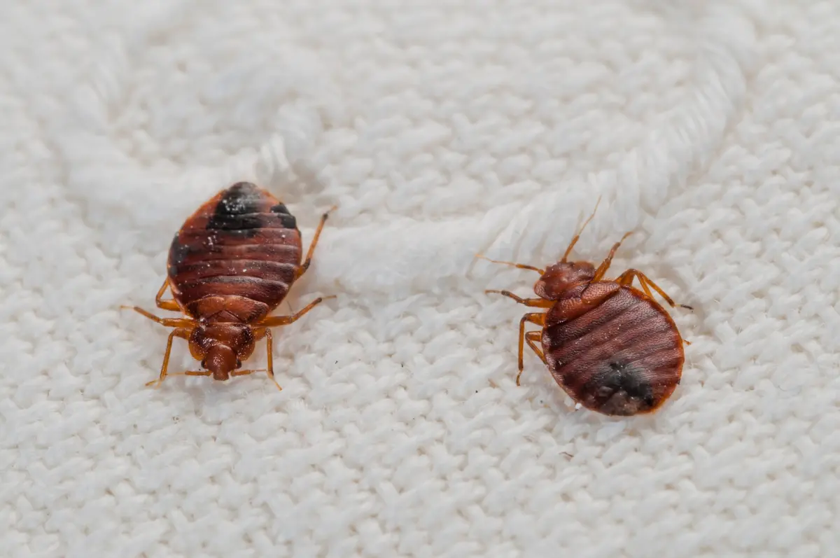 Close-up bed bug on skin