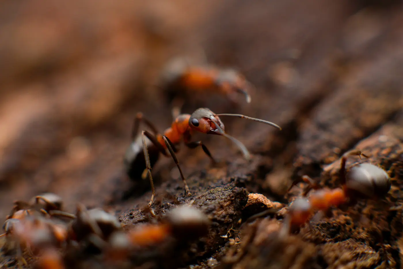 Consultation en extermination résidentielle à Montréal