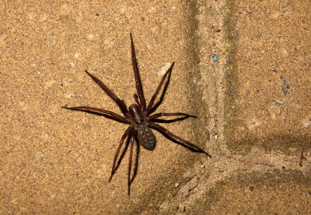 Close-up jumping spider