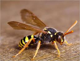 Macro yellowjacket wasp close-up